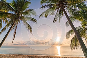 Palm tree at tropical beach on sunset sky abstract background. Summer vacation and nature travel adventure concept