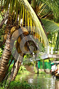 Palm tree tropical forest in backwater of Kochin, Kerala, India