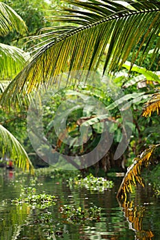 Palm tree tropical forest in backwater of Kochin, Kerala, India