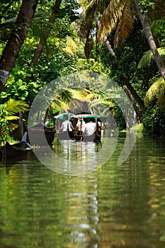 Palm tree tropical forest in backwater of Kochin, Kerala, India