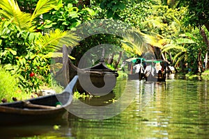 Palm tree tropical forest in backwater of Kochin, Kerala, India