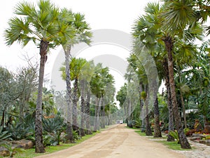 Palm tree in tropical garden