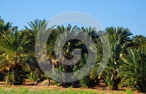 Palm tree in tropical garden in Arizona