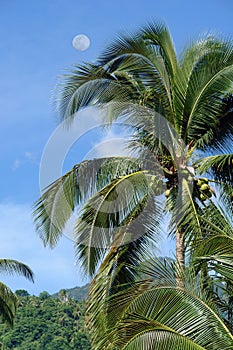 Palm tree in tropical jungle