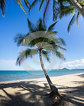 Palm tree on tropical paradise beach