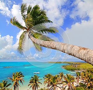 Palm tree in tropical perfect beach