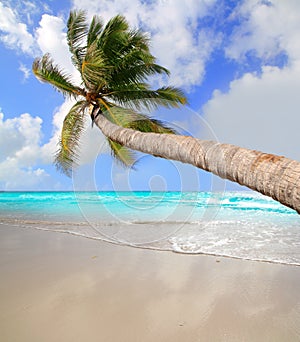 Palm tree in tropical perfect beach