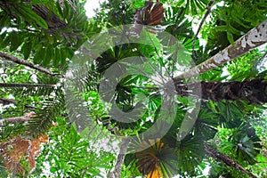 Palm tree tropical rain forest canopy Australia