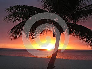 Palm tree with tropical sunset