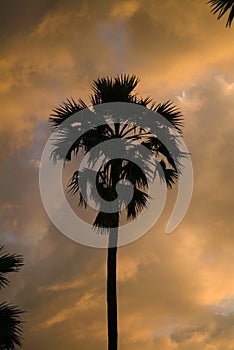 Palm Tree Tropical Sunset, Bali, Indonesia