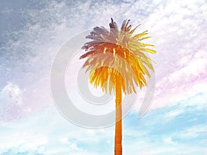 Palm tree, tropics, summer, vacantion concept