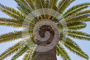 Palm tree with trunck and leafs photo