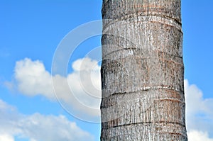 Palm tree trunk against blue sky