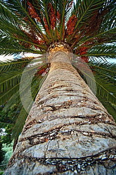 Palm tree trunk bark and leaf background