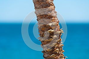Palm tree trunk on blurred background of ocean and sky