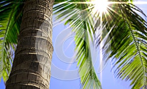 Palm tree trunk close up