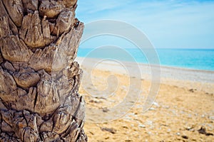 Palm tree trunk close up