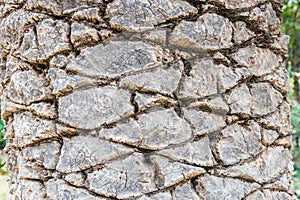 Palm tree trunk close up