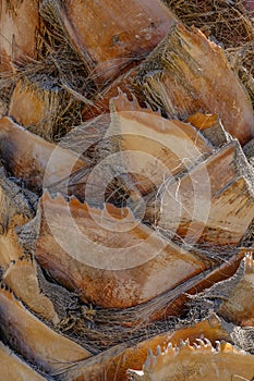 Palm tree trunk closeup