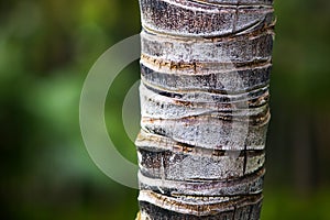 Palm Tree Trunk Closeup Detail