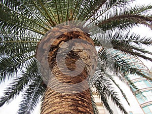 Palm Tree Trunk in Detail