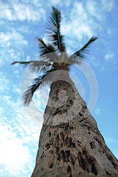 Palm Tree Trunk History
