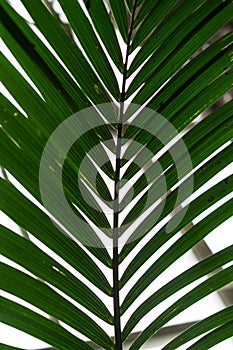 Palm leaf from howea forsteriana arecaceae kentiapalm from the lord-howe-islands