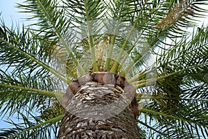 Palm tree trunk and leaves