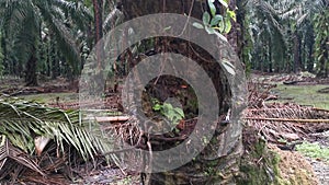 The palm tree trunk rotting with a hole.