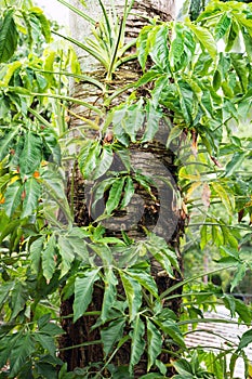 Palm tree trunk at subtropical Rainforest