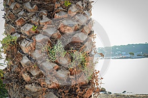 Palm tree trunk surface texture in detail with some greenery growing between bark pieces and the sea on the background