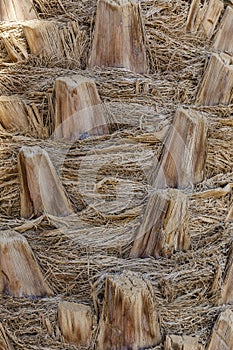 Palm tree trunk texture