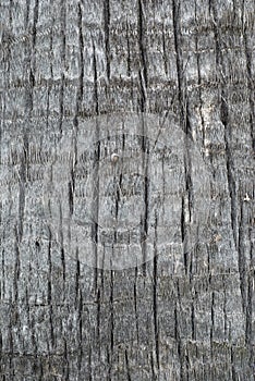 Palm tree trunk texture