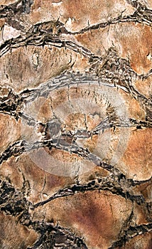 Palm tree trunk texture
