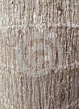 Palm tree trunk texture with pattern