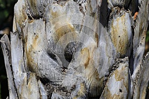 Palm tree trunk with visible cracks