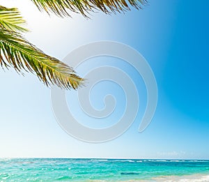 Palm tree and turquoise water in beautiful Raisins Clairs beach