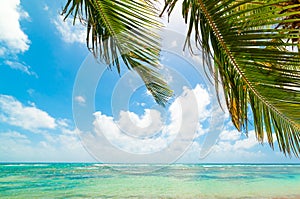 Palm tree and turquoise water in Bois Jolan beach in Guadeloupe