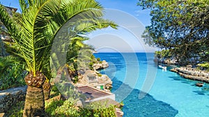 Palm tree and turquoise water of Cala Llombards, Mallorca Island photo