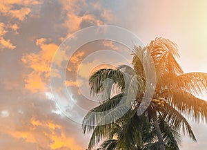 Palm tree on twilight sky