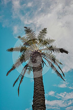 Palm tree under blue cloudy sky