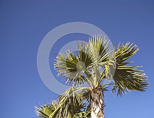 A palm tree under a blue sky.