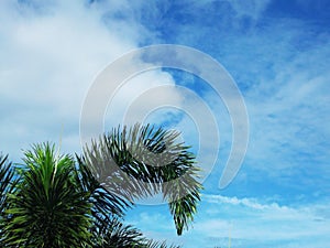 Palm Tree Under the Blue Sky