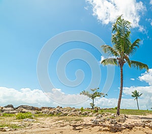 Palm tree under a blue sky in Bas du Fort beach in Guadeloupe