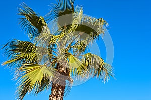 Palm tree under a blue sky. Summer vacations. Tourism