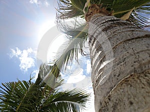 Palm tree under carribean sun photo