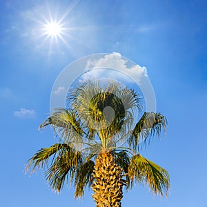 Palm tree under hot sparkle sun