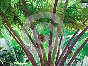 A palm tree with a unique shape