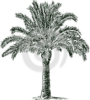 Palmera un árbol 