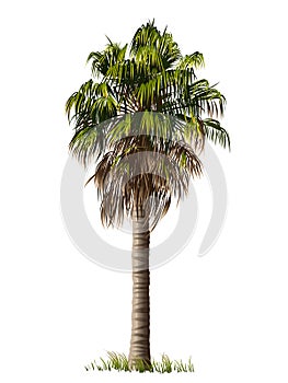 Vettore illustrazioni da una data Palma un albero su bianco 